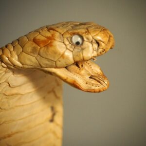 Taxidermy Huge, Fat Thai Cobra 17.25