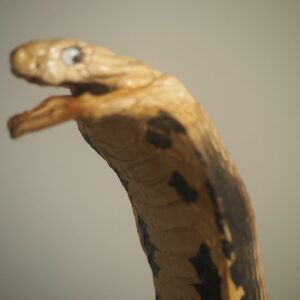 5' Taxidermy Cobra Naja kaouthia – Monocled Cobra 14.5