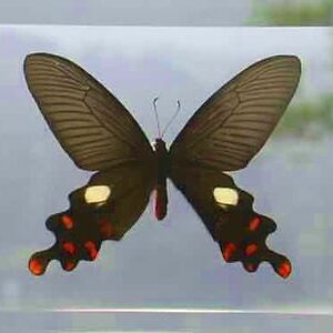 Sexy Black Butterfly Display Double Glass Framed