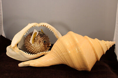 Marine Shell Display Real Australia Trumpet Deadly Puffer Shark Jaw Taxidemy